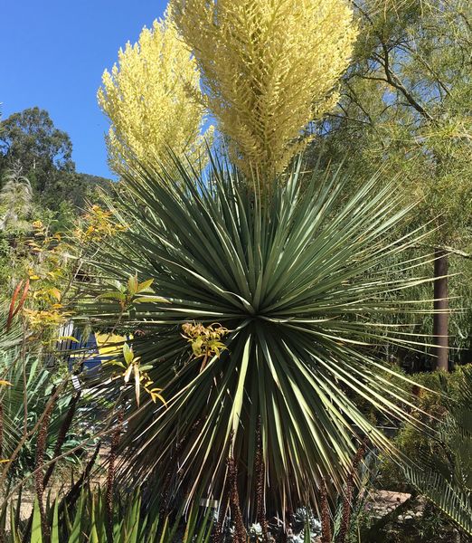 Nolina nelsonii